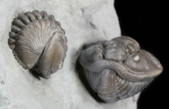 Pair of Large, Enrolled Flexicalymene Trilobites - Ohio #40679